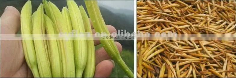 100% Natural Organic dried Lily flower,daylily