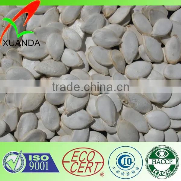 High quality china shine skin pumpkin seed in shell