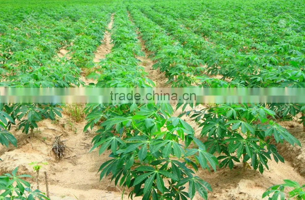 Fresh Cassava Tapioca from Vietnam