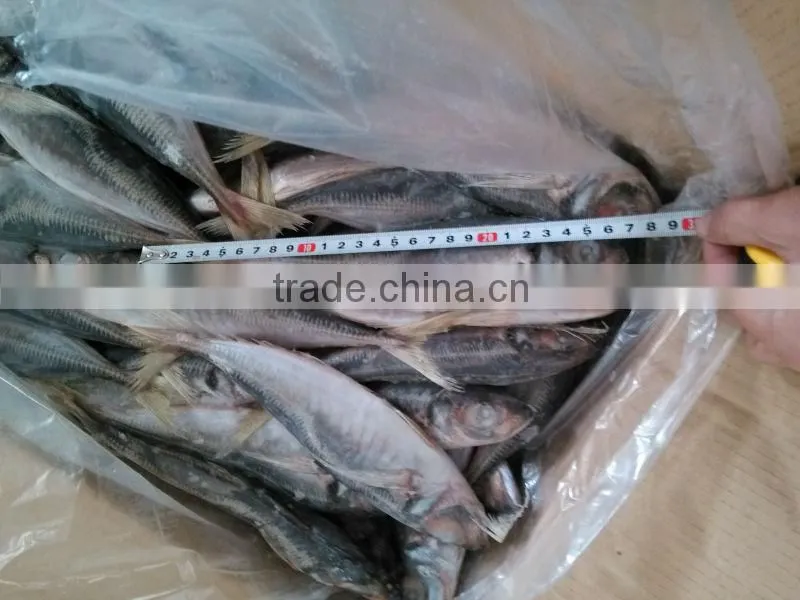 jack mackerel tin fish Horse Mackerel hot saleing overseas