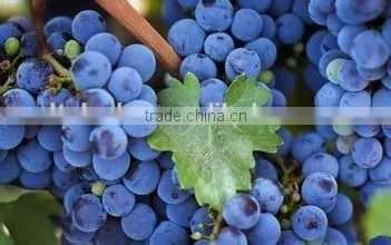 industrial fruit protective bag maker for sale