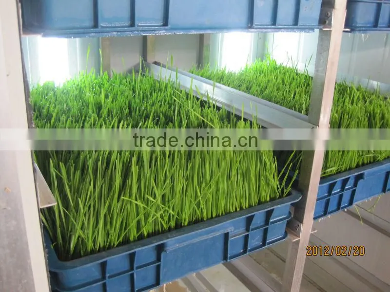 hydropoics fodder/ Seedling planting machine/oat sprout machine/germinated wheat sprout machine