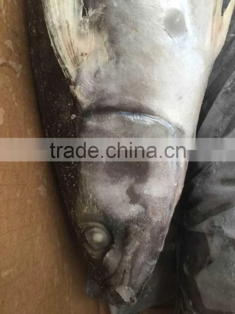 Best Quality Spanish Mackerel Frozen On Board