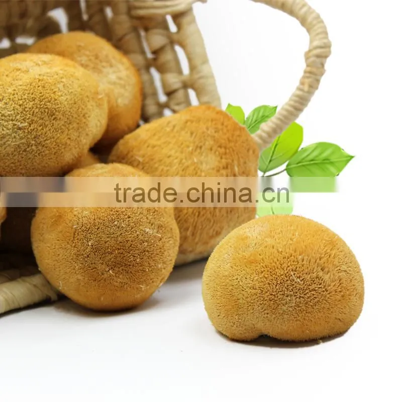 100% Natural originic/Lion's Mane/ Hericium Erinaceus Mushroom,Monkey Head Mushroom