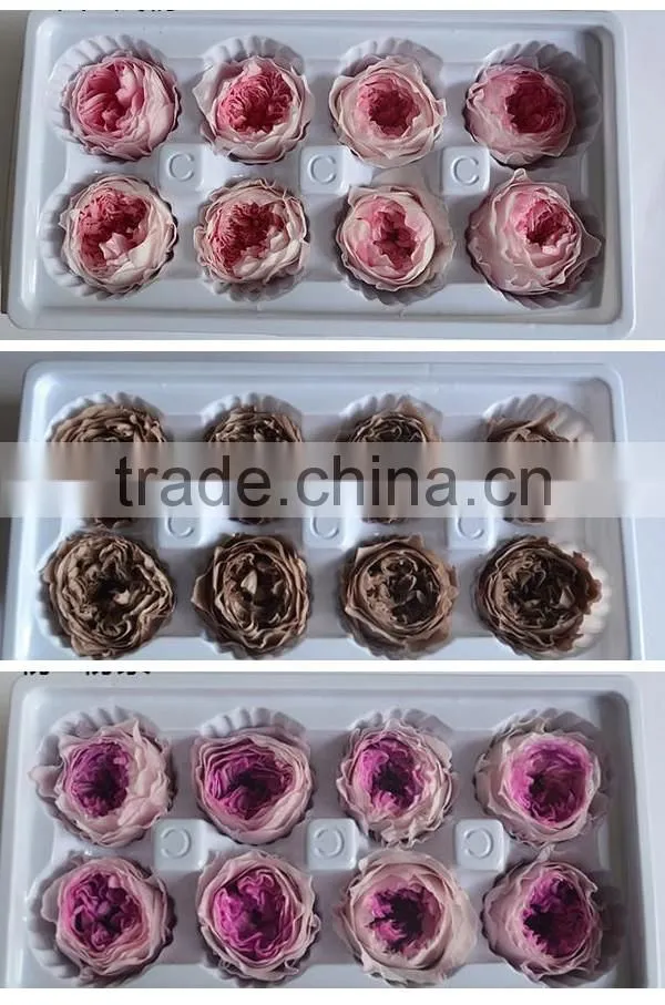 Wedding Favors Preserved Austin Rose Flower Wholesale Approximately 4.5cm Diameter