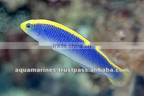For Marine Fish Artificial Aquarium Live Rock