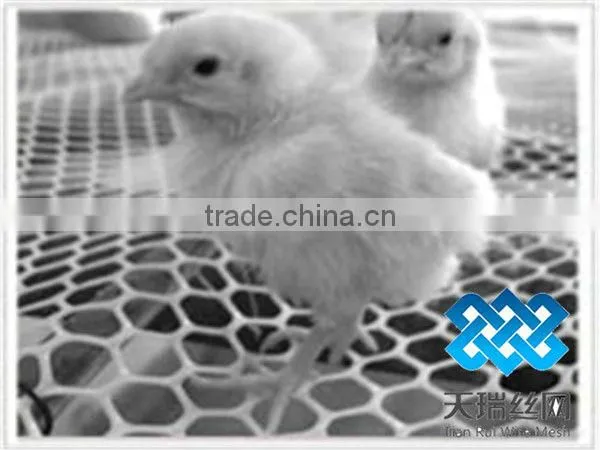flat plastic mesh/ chicken wire mesh/pigeons cages/