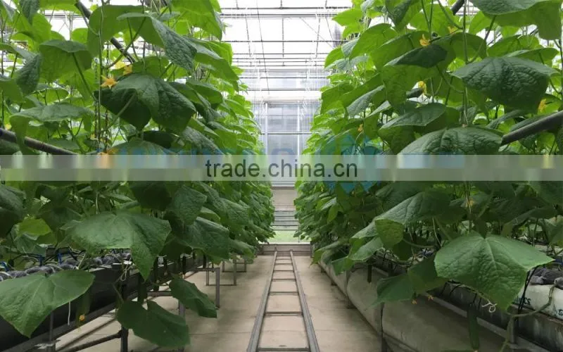 Double-layer Inflated film Greenhouse