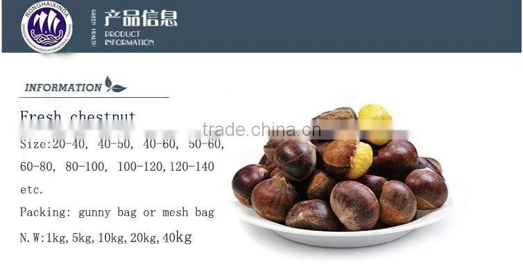 new havest fresh chestnut import from China