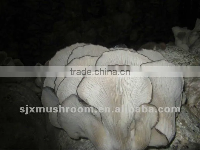 Organic oyster mushroom spawn