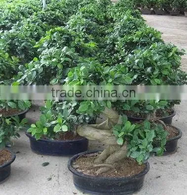 Ficus Microcarpa S Shaped Bonsai