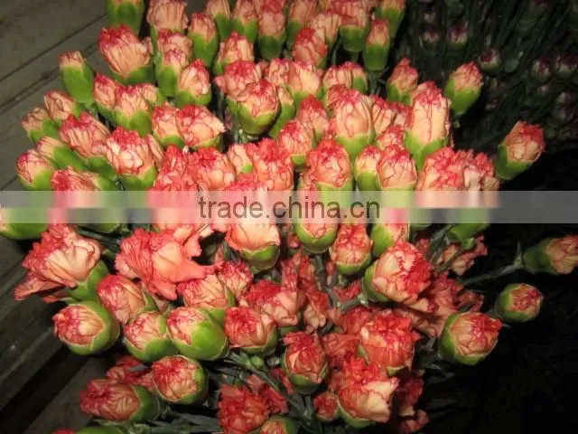 fresh cut flowers carnation varieties flowers