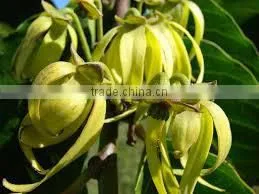 Original Cananga Oil Java