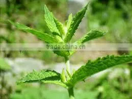 Spearmint Oil From KATYANI EXPORTS