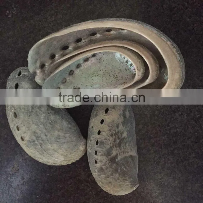 Philippines abalone shell raw material donkey ear shell