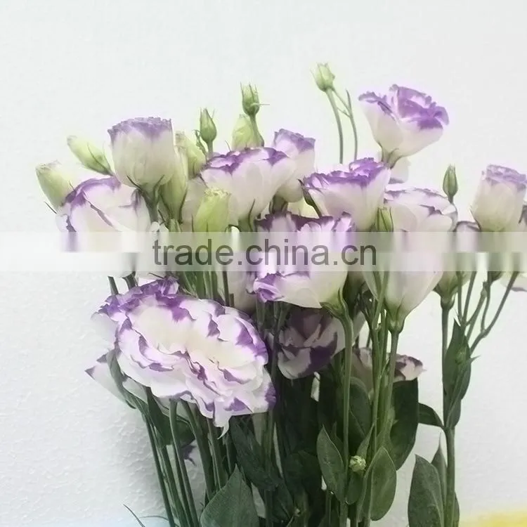 High quality hotsell factory direct export eustoma