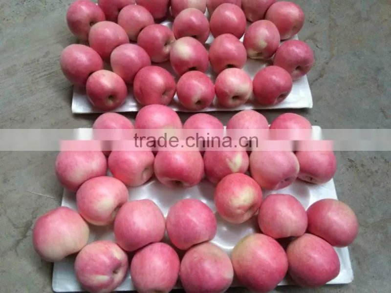 2015 NEW HARVEST Chinese fresh Qinguan apple