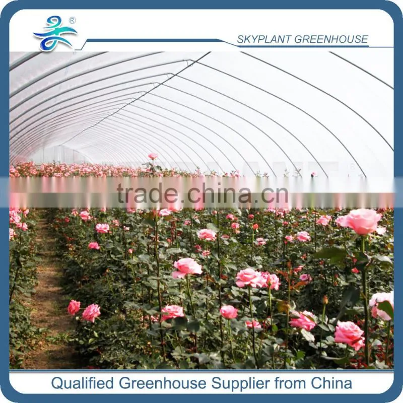 Single Span Tunnel Plastic Film Greenhouse