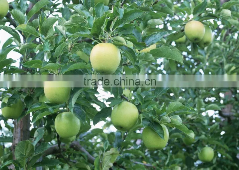 Green apple concentrate fruit juice