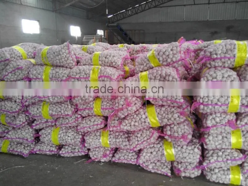 Fresh Style White Garlic from Cold Storage