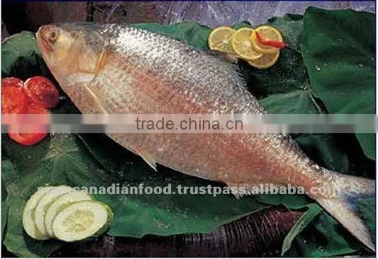 High Quality Whole Fresh Water Fish