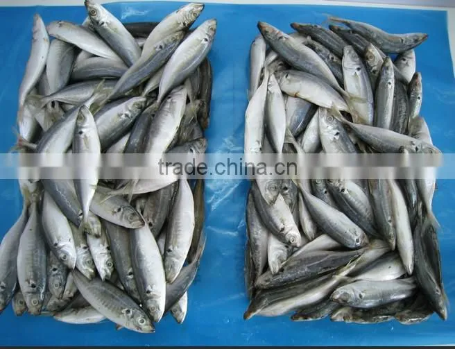 Frozen horse mackerel norway for canned mackerel china seafood