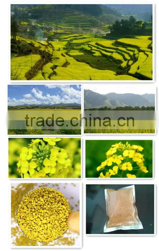 Chinese pure rape pollen/rape bee pollen for Korea exporting