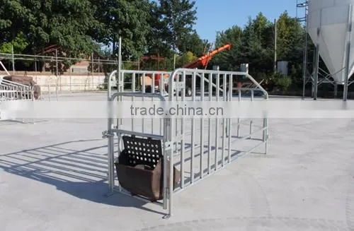 Goldenest Piggery Gestation Crate for pigs Galvanized single stall for sows