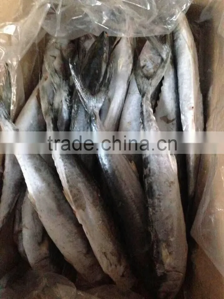 Frozen Spanish Mackerel