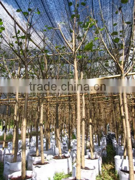 Hibiscus tiliaceus trees