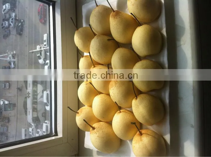 Ya pear New crop fresh pear wholsale