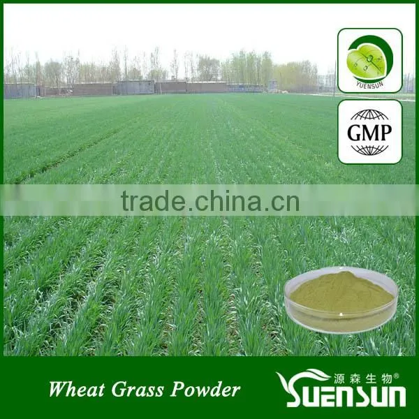 High quality wheat grass juice powder