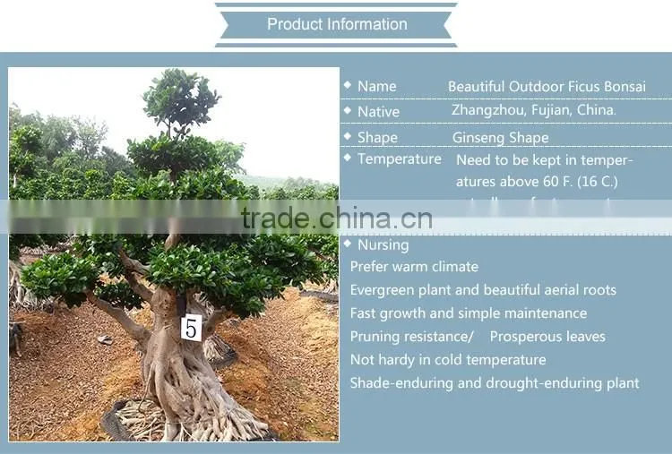 Woody large indoor plants for sale