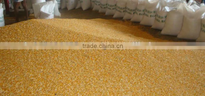 Indian Yellow Maize