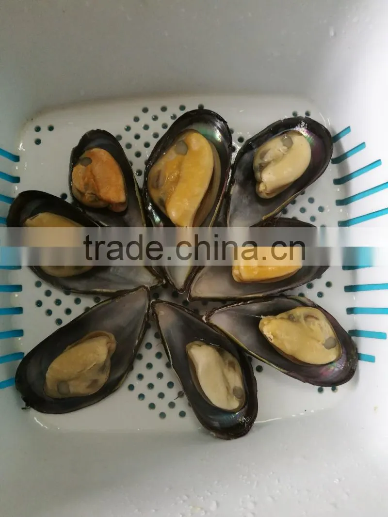 wholesale High quality half shell mussel with good price and high quality