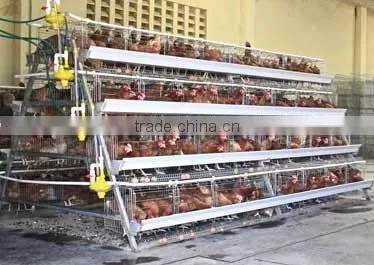 CHINA sales promotion 80 dollars this month chicken coop supplies