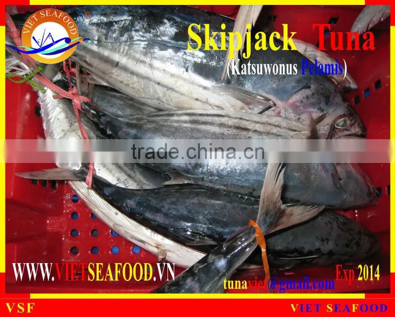 FROZEN W/R SKIPJACK TUNA