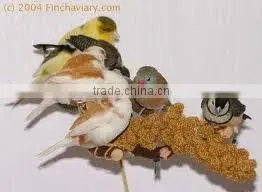 organic millet sprays for birds