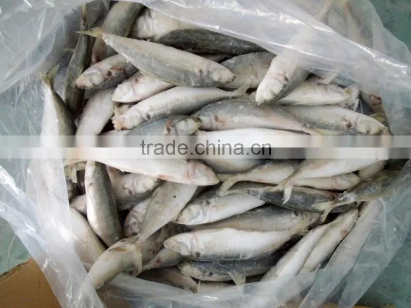 Frozen Round Scad Fish with Size 8-10 for Philippines