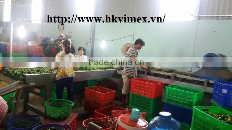 Fresh Lime / Lemon Vietnam