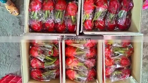Vietnam Dragon Fruit with high quality and Best Price