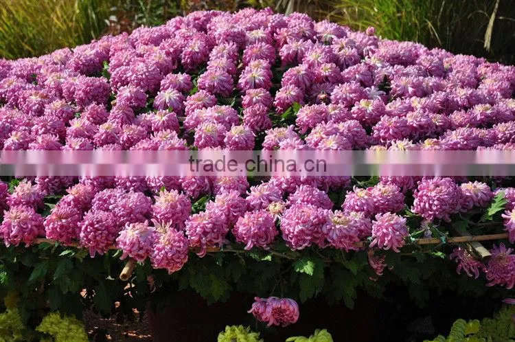Hybrid Chrysanthemum Seeds For Sale