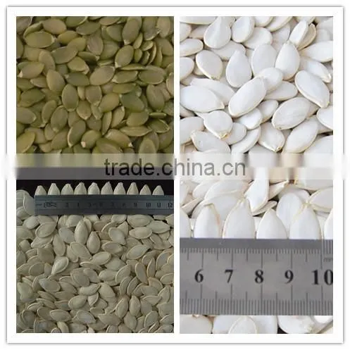 Wholesale pumpkin seeds snow white price