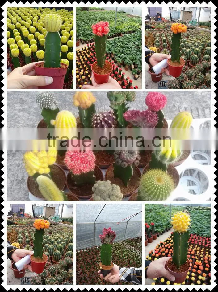 Chamaecereus sylvestri f.variegatus cactus plants