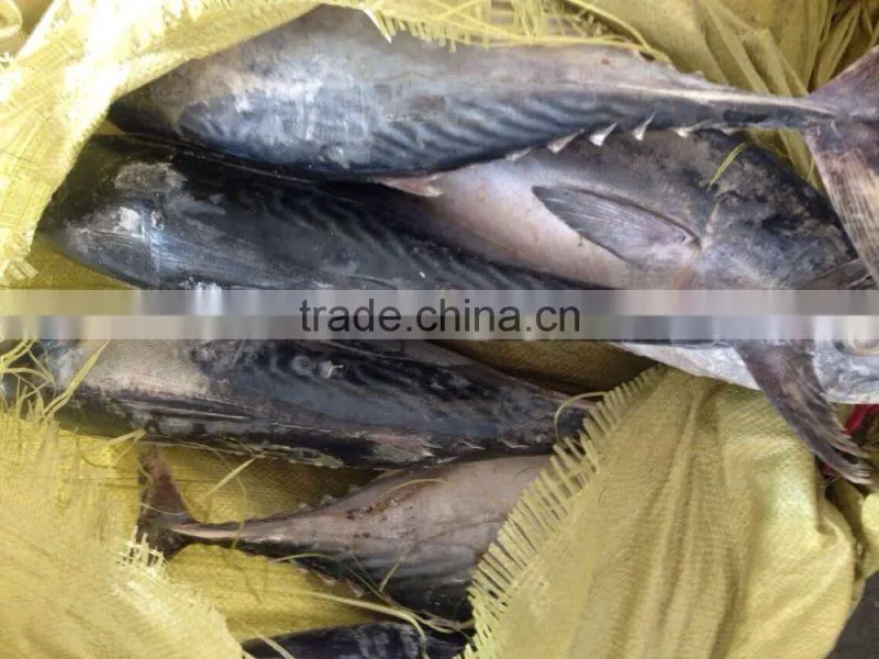 Good quality tuna