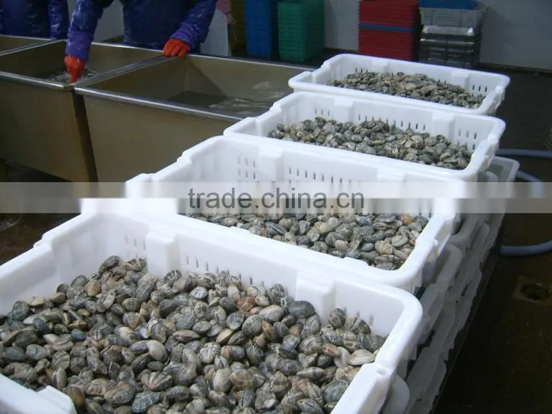 frozen boiled short-necked clam meat