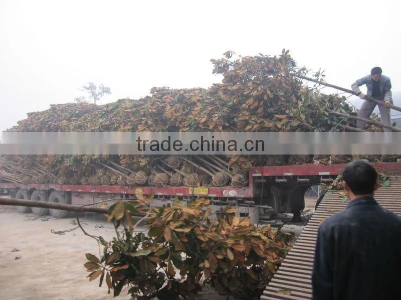 Magnolia grandiflora download from lorry