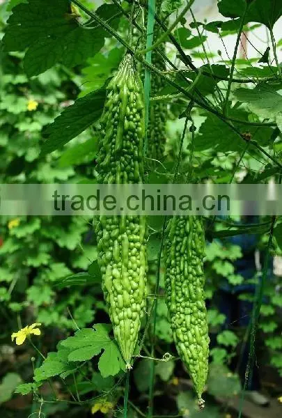 Bitter Melon Extract Powder 10:1