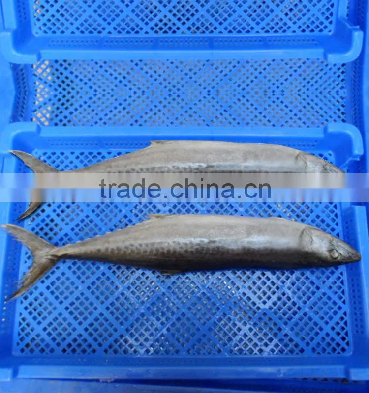 Frozen Seafood Mackerel