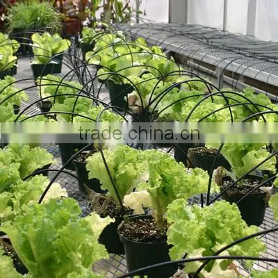 drip tape irrigation